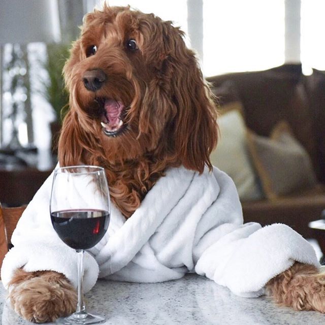 I ran out of coffee this morning. Wine seemed a reasonable replacement😂 #haveagoodday ift.tt/2KH9DAZ