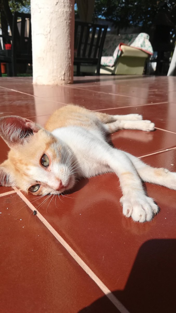 angelabouvier's tweet photo. Este bebé me persiguió ayer y se ha esperado toda la noche en la puerta hasta que he salido. No se separa de mí. Es superadorable, sociable, cariñoso y bueno. Si alguien lo puede cuidar que se ponga en contacto conmigo. Gracias. (Albacete) https://t.co/5BourPVqM8