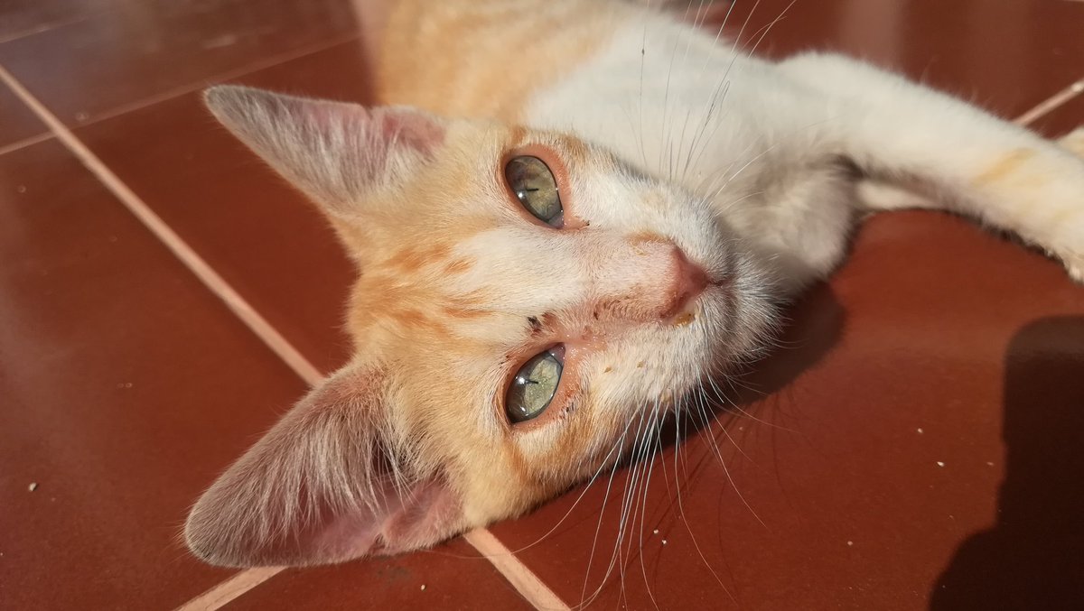 angelabouvier's tweet photo. Este bebé me persiguió ayer y se ha esperado toda la noche en la puerta hasta que he salido. No se separa de mí. Es superadorable, sociable, cariñoso y bueno. Si alguien lo puede cuidar que se ponga en contacto conmigo. Gracias. (Albacete) https://t.co/5BourPVqM8