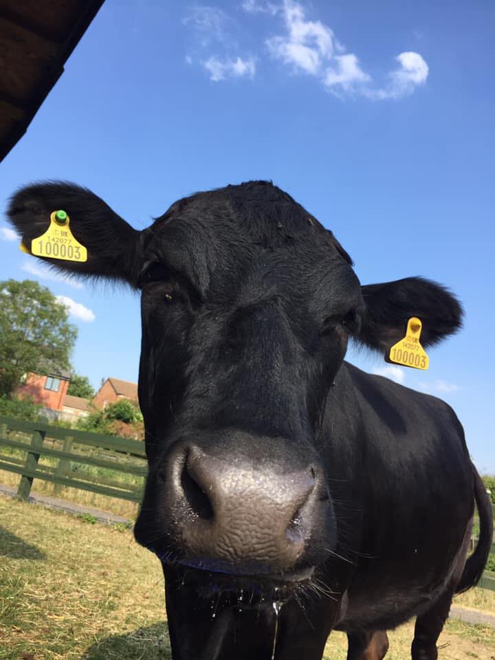 MyNottingham's tweet photo. Have you been to visit the animals at Stonebridge City farm yet this summer? 🐄 🐰 🦆

You can visit the gardens, feed the animals, enjoy the café and shop selling farm-grown produce and kids will love the playground too! FREE entry, donations accepted https://t.co/RMF8tJ27Yi https://t.co/aEBIvHjazT