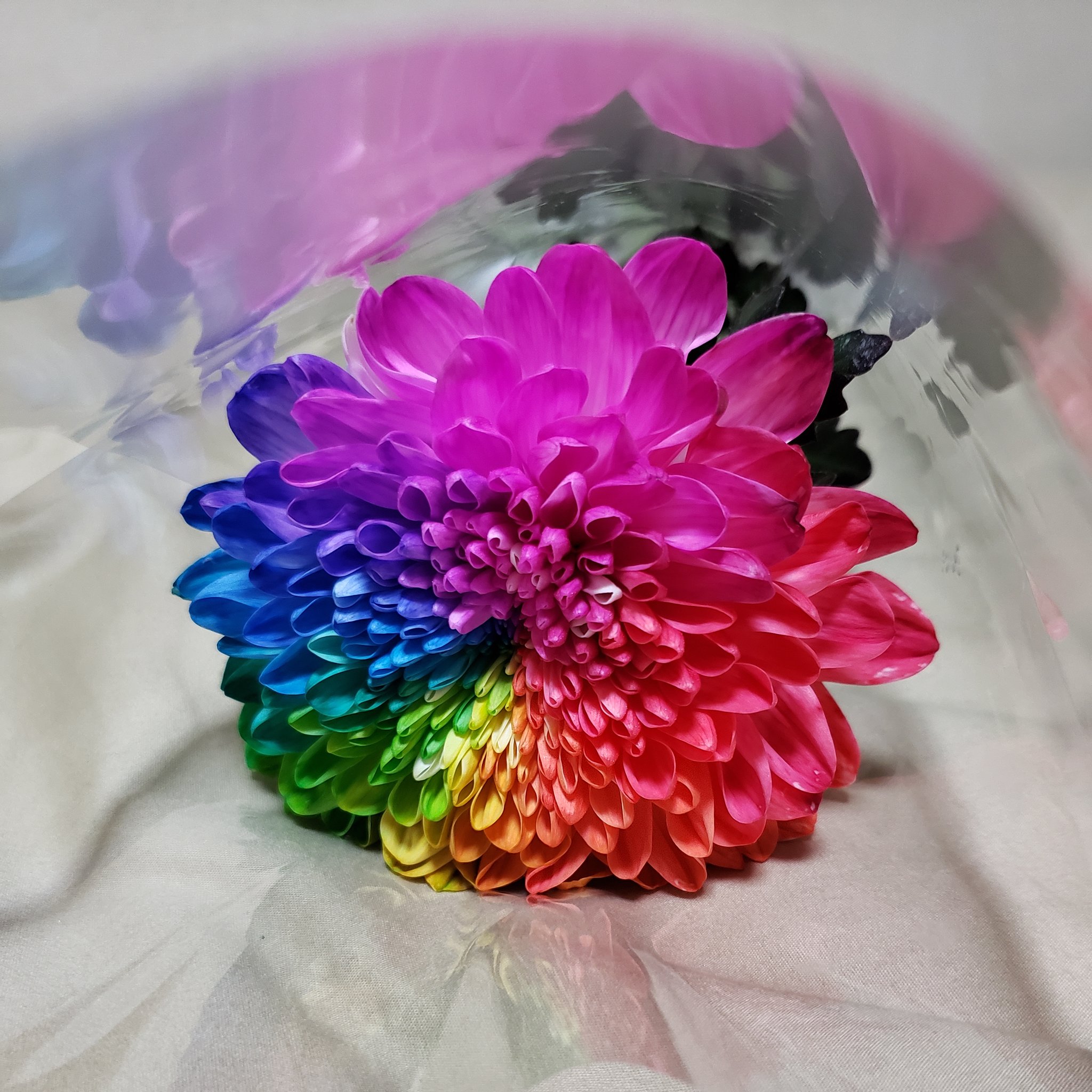 Satoco よこちん 花屋の店先に並んだ色んな花を見ていたら ひときわ目を引くトリッキーな 菊 とっても可愛いけど 菊 花束にしてプレゼントするには微妙な 菊 とりあえず一輪だけ購入 T Co Vnxqrorbld Twitter