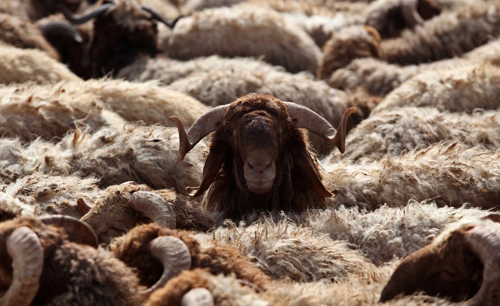 Hafiz_Ather's tweet photo. Is the Udhiyya/Qurbani cruel to animals during the #Hajj season? Please read & share this simple article explaining the very green & sustainable nature of this worship.
#GreenIslam https://t.co/vSLWwg4P7r