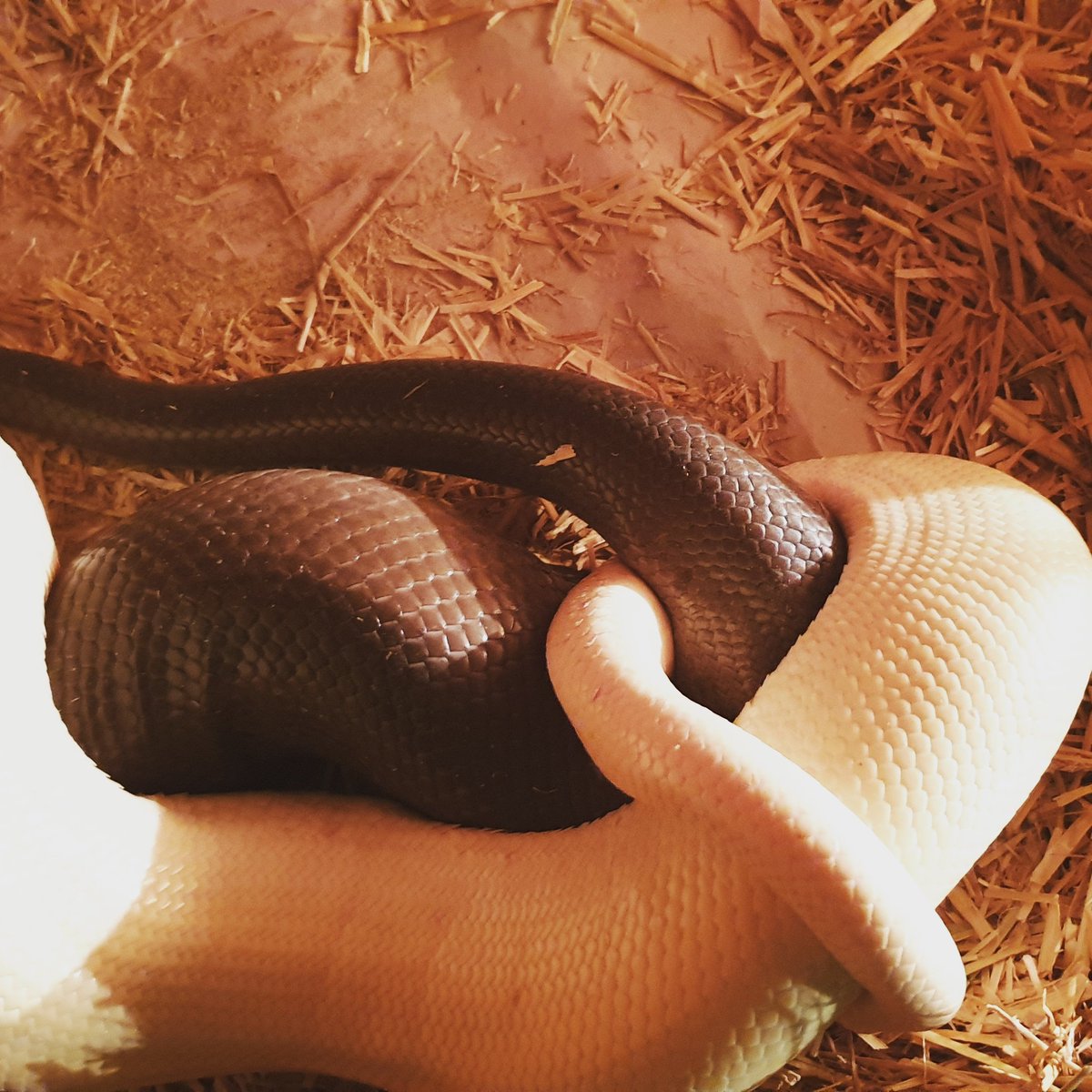 Olive python loving!