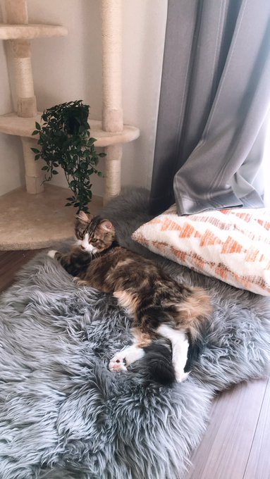 コスプレイヤー切切キリコのTwitter画像97