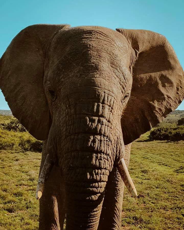 African_Campus's tweet photo. Don't forget #TerrestrialTuesday... the elephant our intern, Christina Lefebvre, captured this stunning photo of, certainly won't forget!

Our interns get the opportunity to see our Big Five terrestrial animals, during their time with us.

#africancampus #elephant https://t.co/loY2Tb6BA8