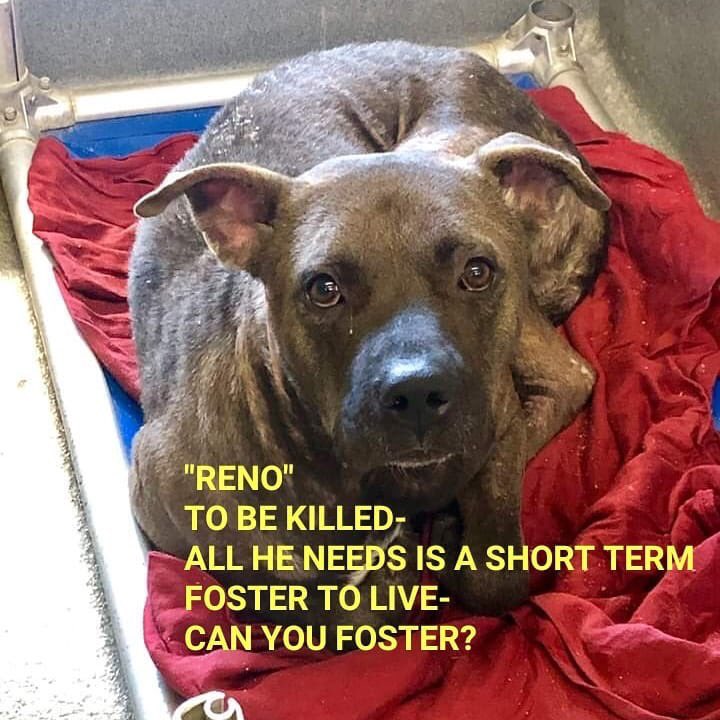 MoishesMom's tweet photo. 🚨🆘👇🏻Reno has pledges needs a foster & Rescue🙏This 3 yr old pocket Pibble wigglebutt who loves people. His ID #A543187 #SanAntonio #Tx To foster email
acsrescue-foster@sanantonio.gov 2 adopt
placement@sanantoniopetsalive.org
Call (210)-370-7612 (210)-207-6669 (210)-207-6666🙏 https://t.co/n1vKDtB5ne
