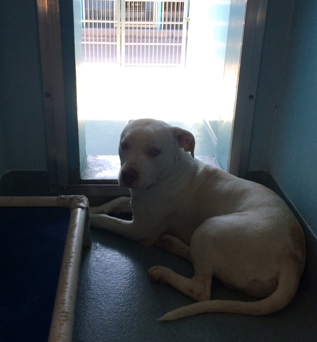Lilithmyers97's tweet photo. ID #A5303580 Meet Ollie he’s 2 years old poor Ollie is so depressed and Lonely in his kennel it breaks my heart to see this sweet and very gentle dog be so sad Ollie needs a loving forever home pls help me find a very special person to adopt Ollie ♥️ #Pitbull #Adopt #Foster 🙏🐶 https://t.co/qeedzySWJY