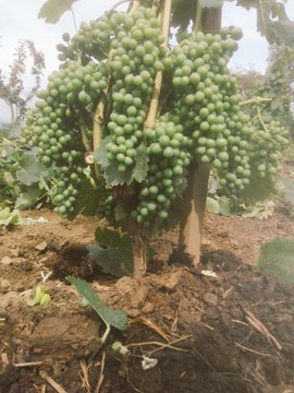 urbano_noticias's tweet photo. #URBANA

Vino poblano, concebido más allá de los volcanes, de una uva francesa 

La historia de @ViticulturaMh y el resurgimiento de los viñedos en #Puebla

 ✍️🏽 @GiselaHR -  Urbano | Noticias Mexico https://t.co/Rcov5j09oc https://t.co/fCLgVpmaRP