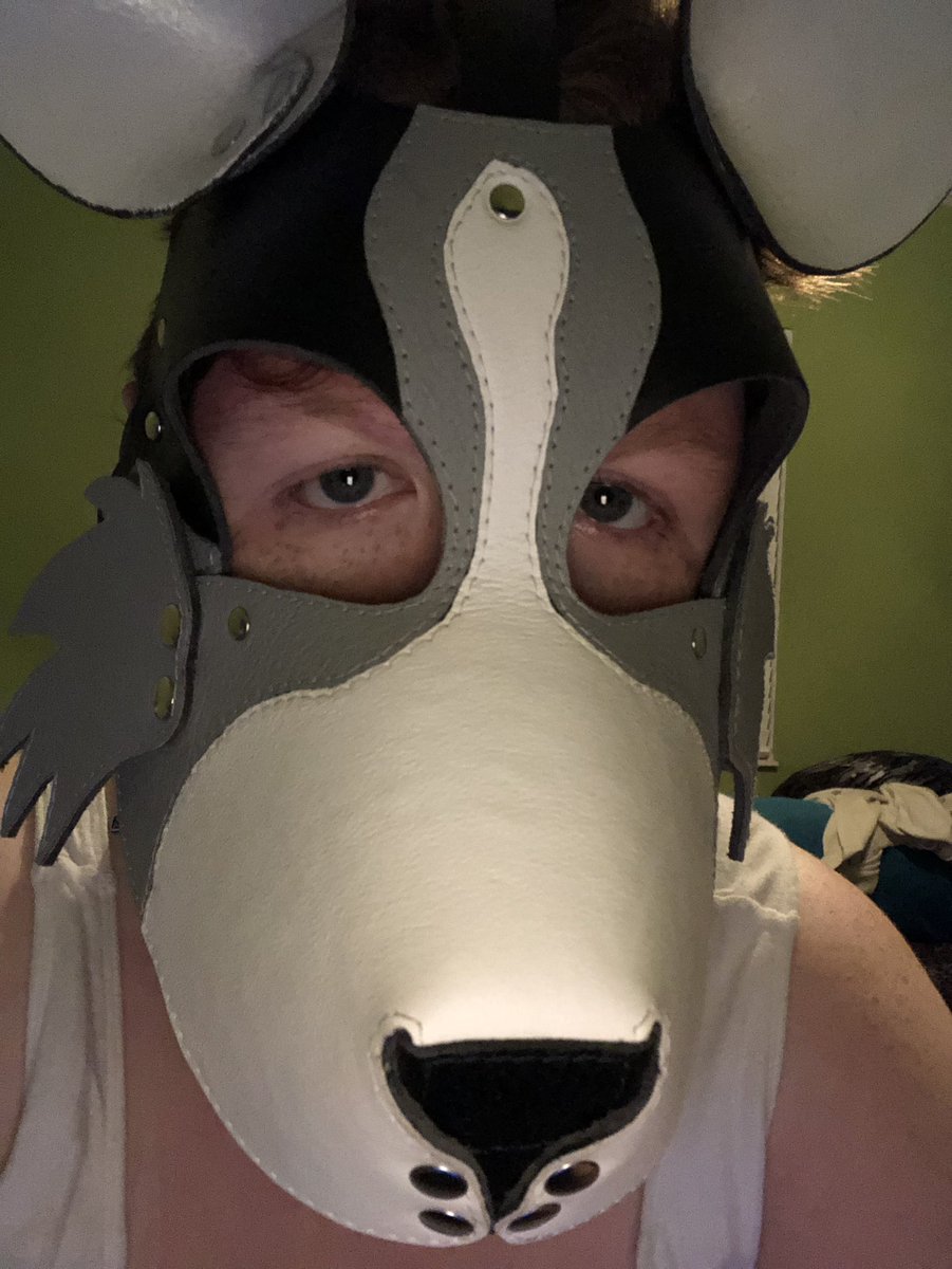 Shadowpup6's tweet photo. I should probably lay down. I’m trembling from lack of sleep.. #pupplay #puppyplay #bdsm #petplay #sfwpetplay #sillypupper #bdsmpup #subpup #bigolepupper #guardpup #servicepup #workingpup #shypup #acepup #polyapup #enbypup #queerpup #cuddlypupper #tiredpup #goodpup #shadowpuppo https://t.co/qCyTZNTDf8