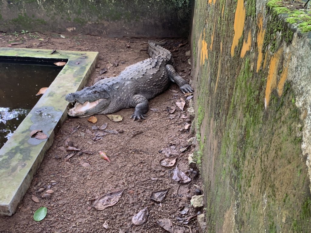 charcrilley96's tweet photo. a quick trip to see the crocodiles, a spot of shopping in the mall and a mcdonald’s of course 😂🤤 followed by Sree Padnanabha Swamy Temple!! we have been fairly busy over the past few days 😂 but when in India 🤷‍♀️ https://t.co/CAyagGNJup