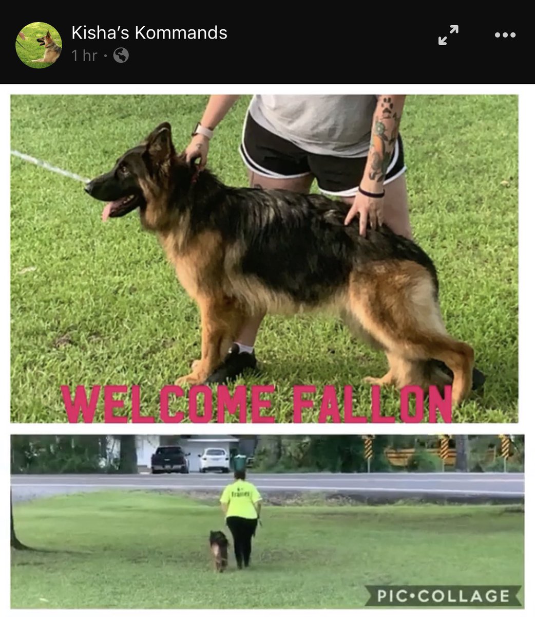 kennel_megan's tweet photo. Someone started her training yesterday and did great #Training #TongueOutTuesday #AKC #adoptandshop #germanshepherd #dogsoftwitter #dogcelebration @WeLoveDogsUSA @dogandpuplovers https://t.co/NV87WDiNuP