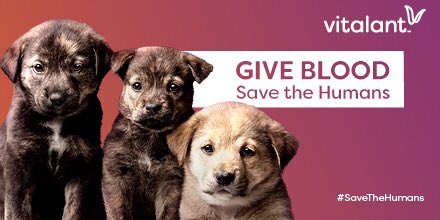VitalantCA's tweet image. Hey, it's our favorite time of year: the dog days of summer! Good for us, bad for the humans. That's because blood donations take a dive every summer, and not into a nice cool swimming pool. We're begging you to make an appointment to donate blood and #SaveTheHumans