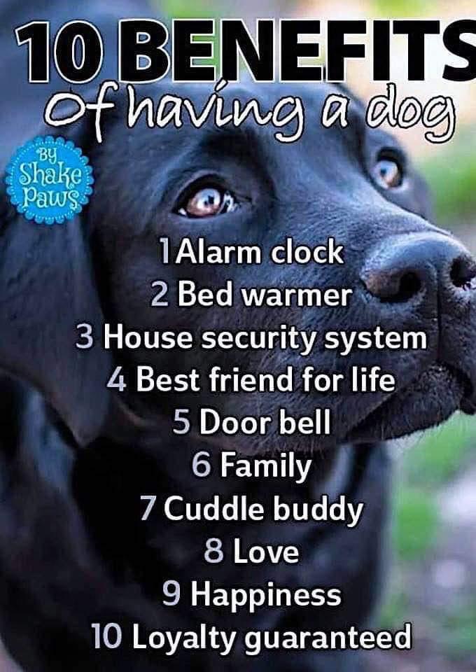 True Love!! ❤️ #TuesdayThoughts #dogsarefamily #animalhealth #DogLife