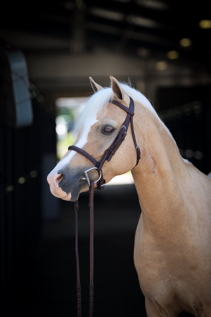 Mynach Miss Dior. 

Emily Elek - 920-889-0028.