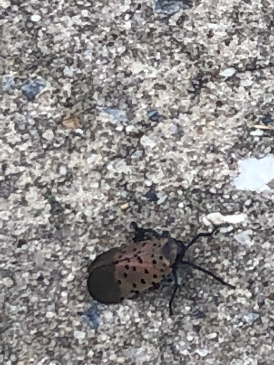 cuffsrus's tweet image. China interference in Philadelphia......We are under quarantine. No tree sap is safe.
#spottedlaternfly
#PennStateExtension