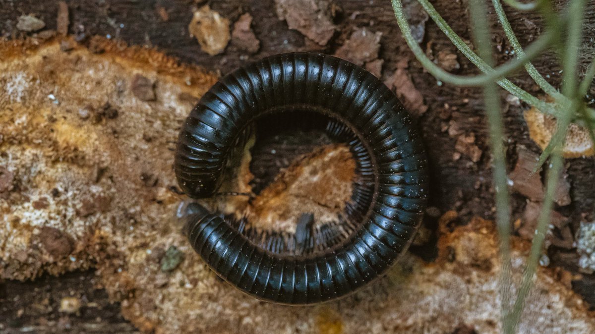 TonyDel66452923's tweet photo. Circle of life. #milpies #killershot #symmetry #perfect #colorful #sonycollective #insect https://t.co/knUhCmSbS9
