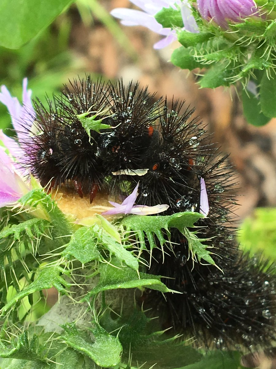 biologicalLeigh's tweet photo. Snack time outside the @UFhoneybeelab! #ufbugs #pollinatorgarden #woollybearcaterpillar #giantleopardmoth https://t.co/epMy3V2kZH