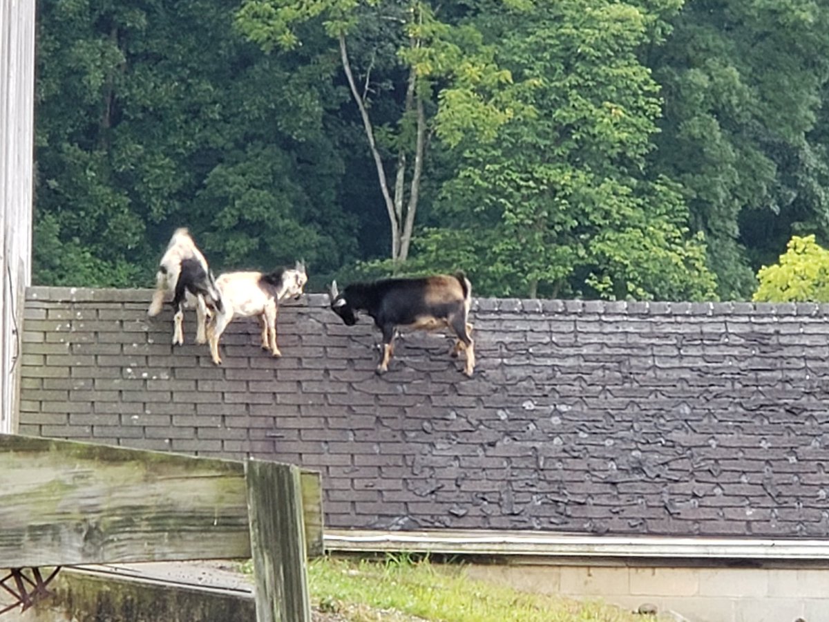 Jon Seroka IHX tweet media