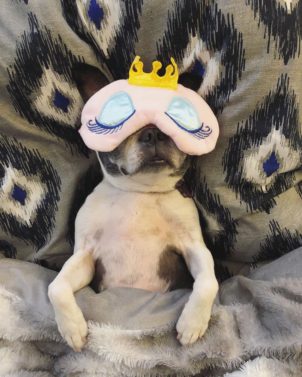 National #WorkLikeADog Day 🐶💕 It’s a #RuffLife being a #Princess 👑🐾 #PrincessDog Thanks to @magicalmadness_ for my #beautysleep Get yours today to #dream #magical 💫💤 Use #discountcode ChloeClaire25 for 25% Off 💗 #sleepingbeauty #bostonterrier #dogsleep #doglife #dog #hi