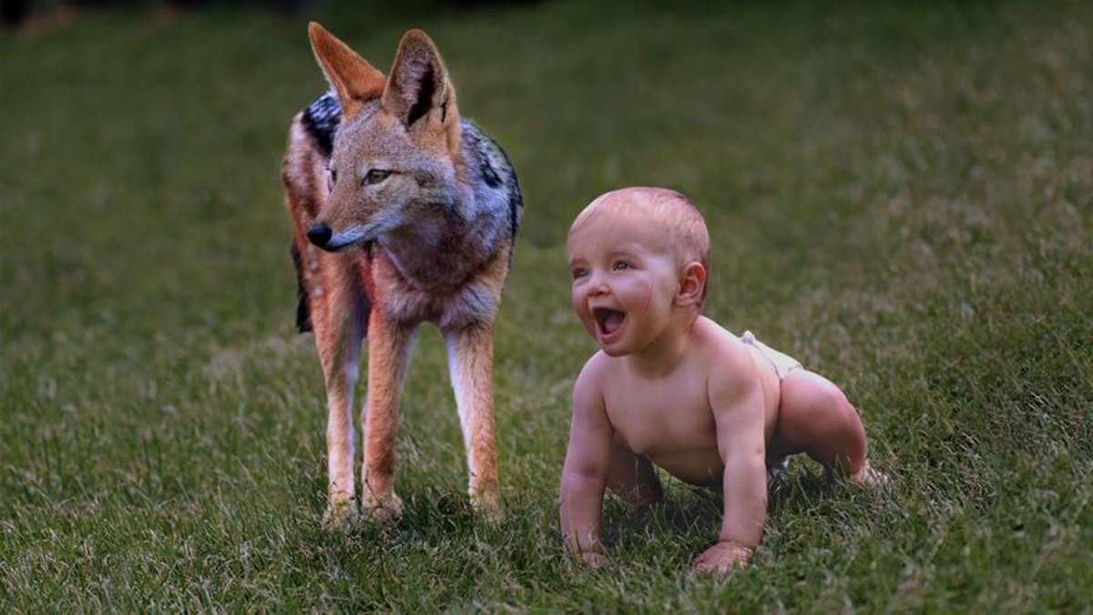 Cuteness Overload: This Baby And This Jackal Came From The Woods And Are Best Friends clckhl.co/SdKqEc1