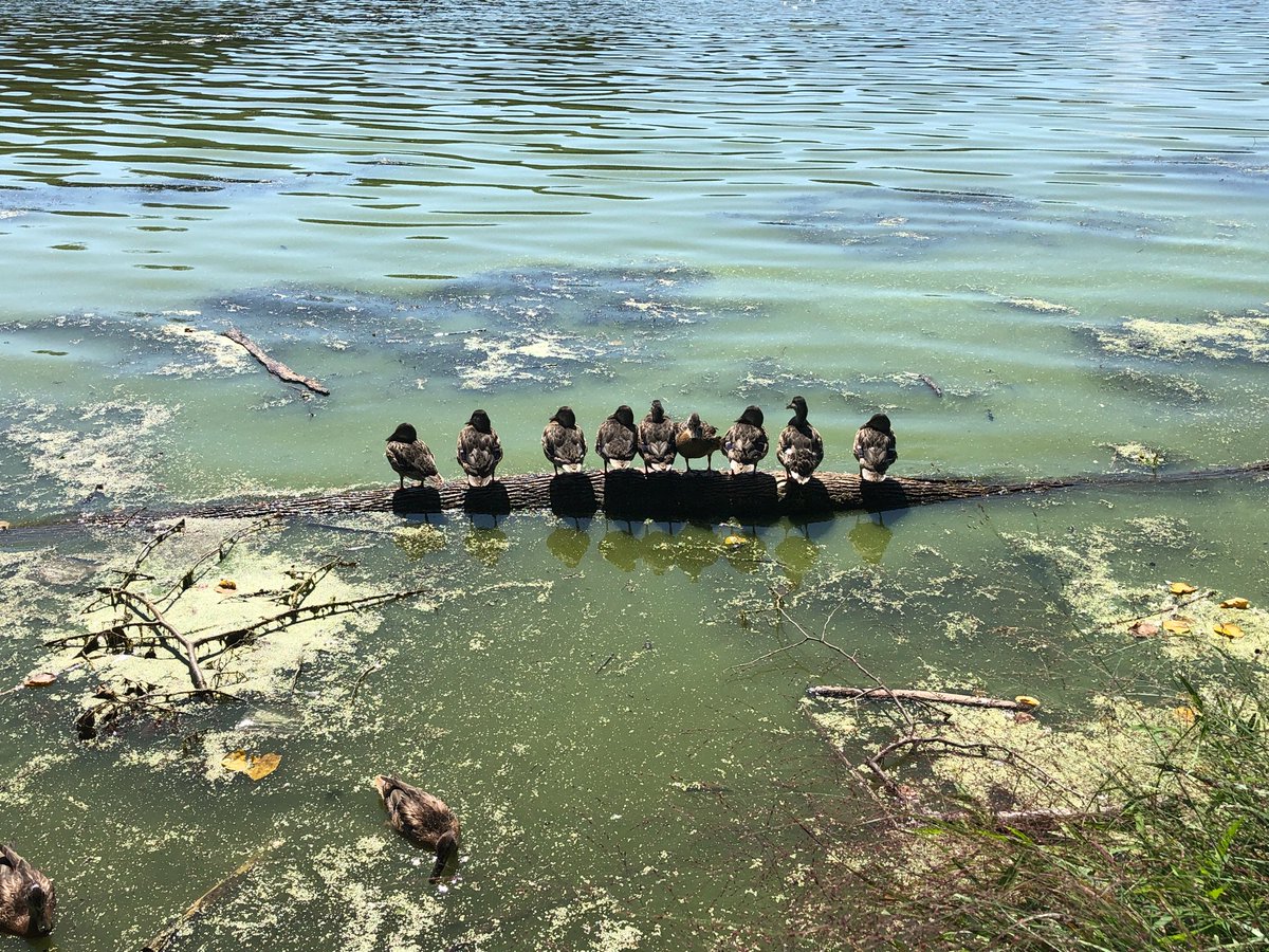 BrookPrincipal's tweet photo. Saw this on my walk yesterday. Reminded me to make sure all my ducks are in a row before school starts. #principallife #excitedtogetstarted #brooksummerfun https://t.co/q9BbZQZ1Mk