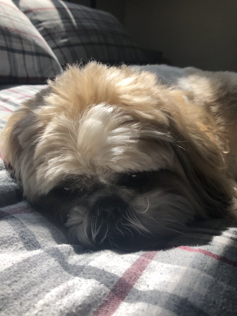 Red Panda Interactive tweet media