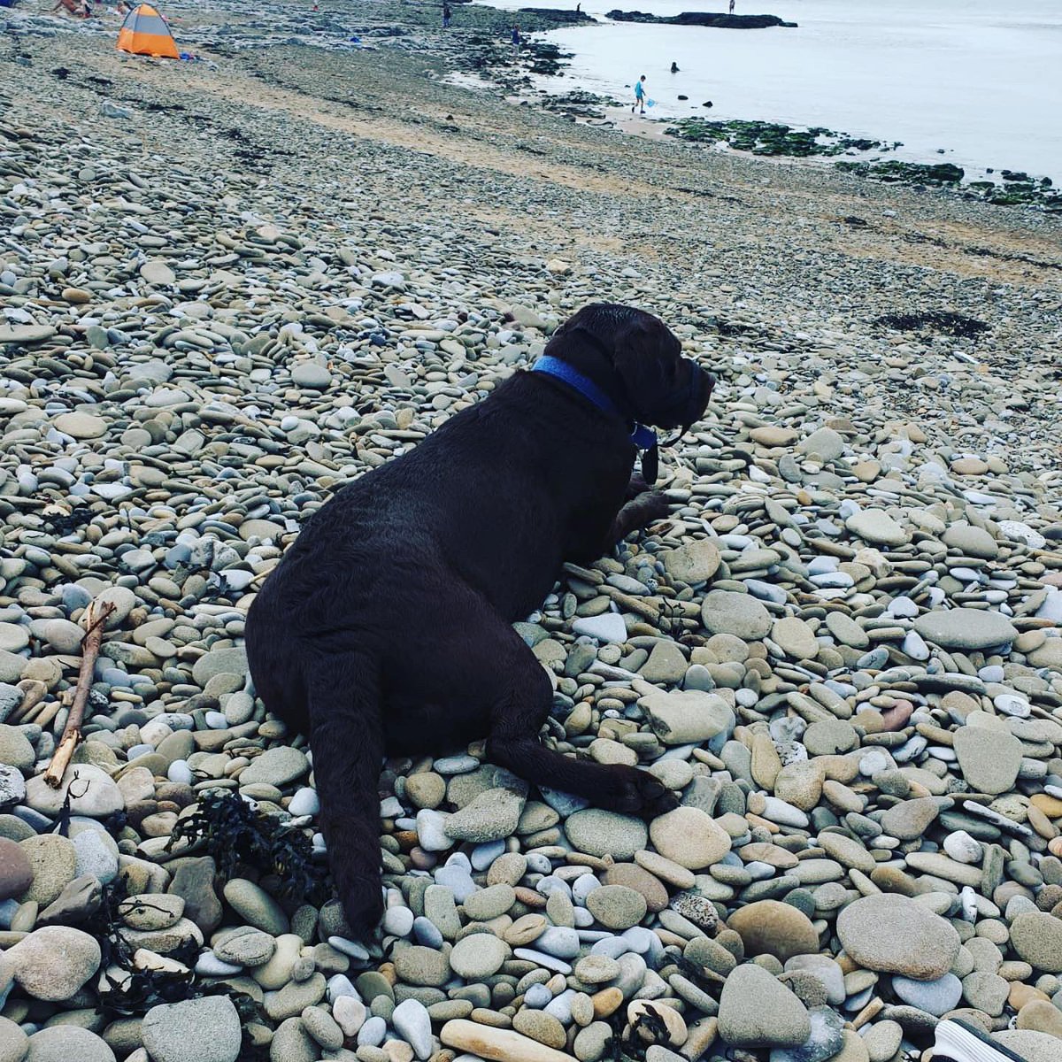 Bella had a great time on her Barking Mad holiday, her lovely host family took her on days out to the beach. If your dog would like their very own holiday when you’re away get in touch with Lucy on 01594372194. #dogholidays #labrador #dogboarding #forestofdean #wyevalley #glosbiz