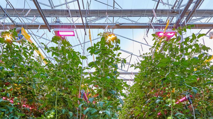 PhilipsHorti's tweet photo. The #easy #switch from HPS, energy #efficiency and very little radiant #heat for their #tomatoes is why Bryte from the Netherlands has chosen to #switchongrowth for their new greenhouse with the #GreenPower #LED #toplighting compact. Read the story here https://t.co/Z5nbmE39Tw https://t.co/RPhJVHVOGf