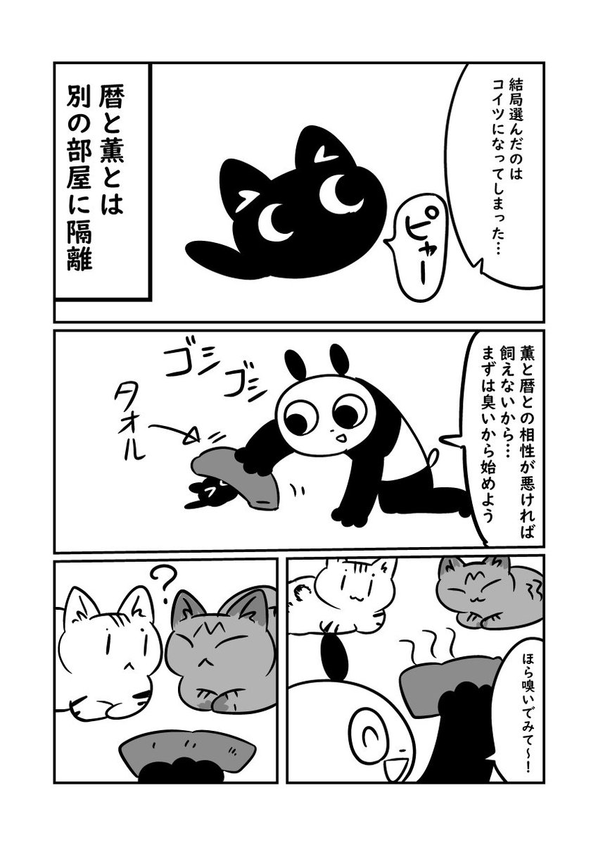 子猫が来た話　大人の猫の方がビビりだった　（暦と薫が見分け辛いので今回から暦さんにトーンはいります　#ぬら次郎日記 