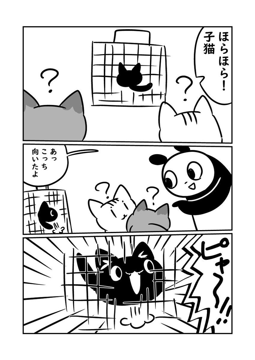 子猫が来た話　大人の猫の方がビビりだった　（暦と薫が見分け辛いので今回から暦さんにトーンはいります　#ぬら次郎日記 