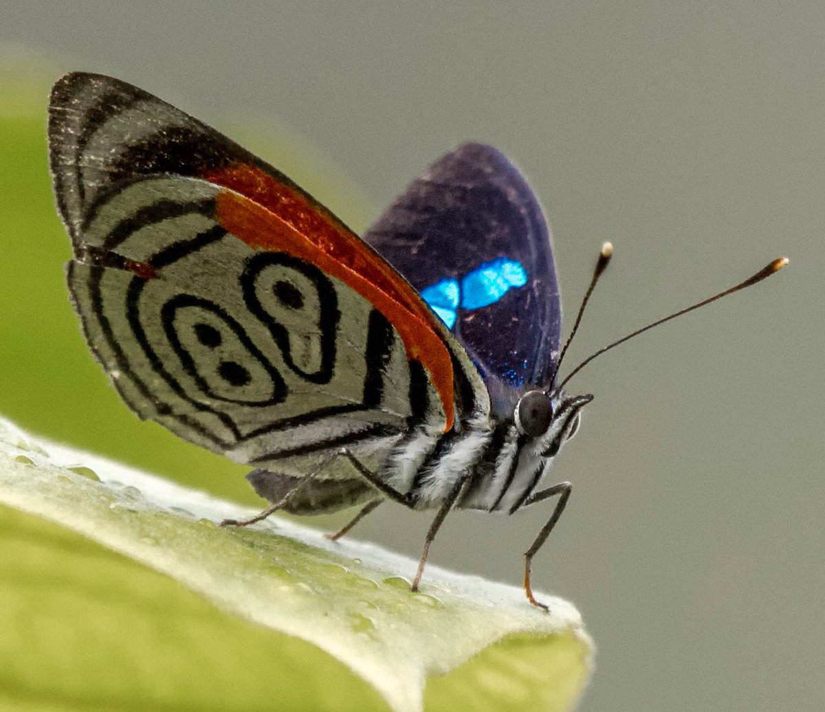 En este hilo 🧶 publicaré algunas mariposas que he fotografiado, comencemos  con la famosa 89 que lleva ese número en sus alas. #SpamDeMariposas  @Nancy_Trini, image size:1200x1036