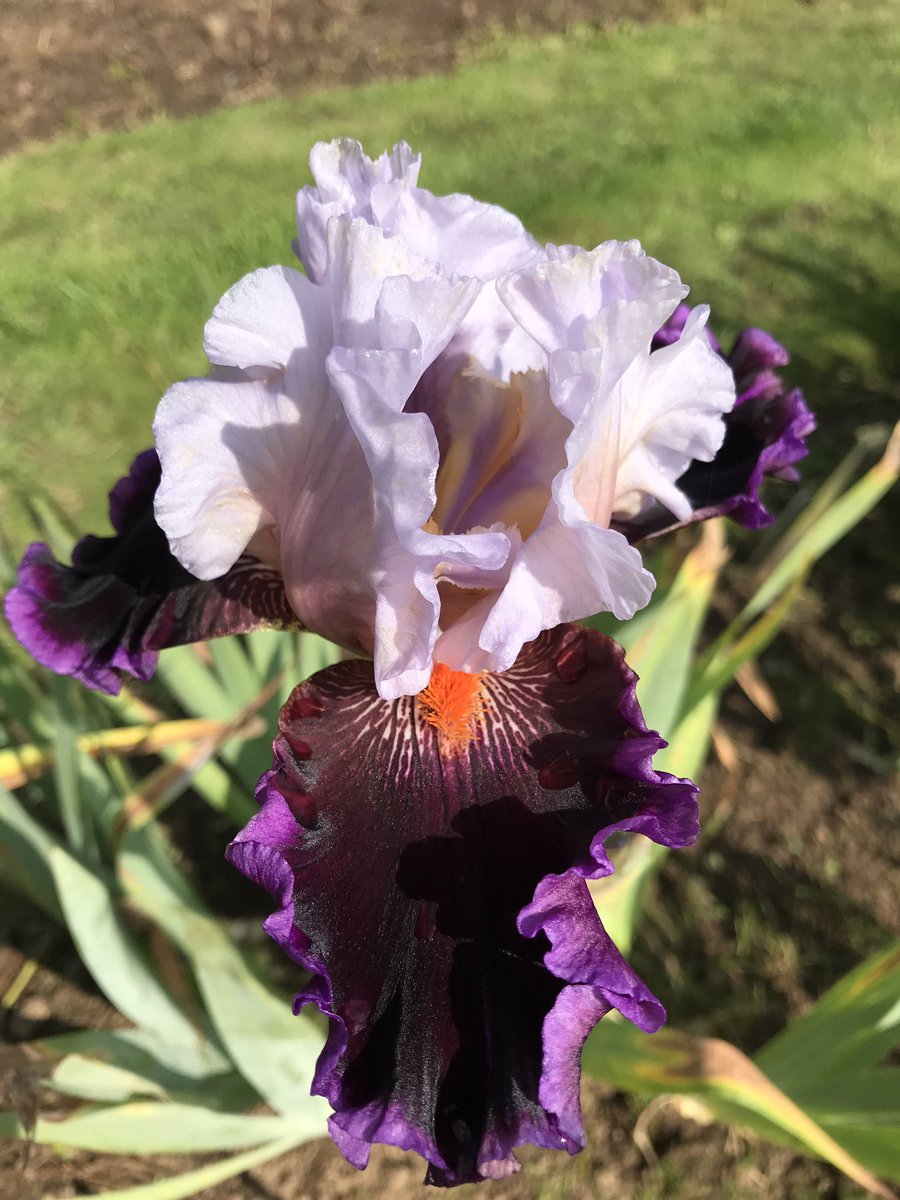 IrisesSeagate's tweet photo. Iris “tomorrow’s child” this isn’t catalogued here as a remontant iris but here we have it today just before I took the opportunity to cross it with another remontant!! #remontantiris #irises #tallbeardediris #irisbreeding #lincolnshire @seagateirises https://t.co/ovmPhnTDLk