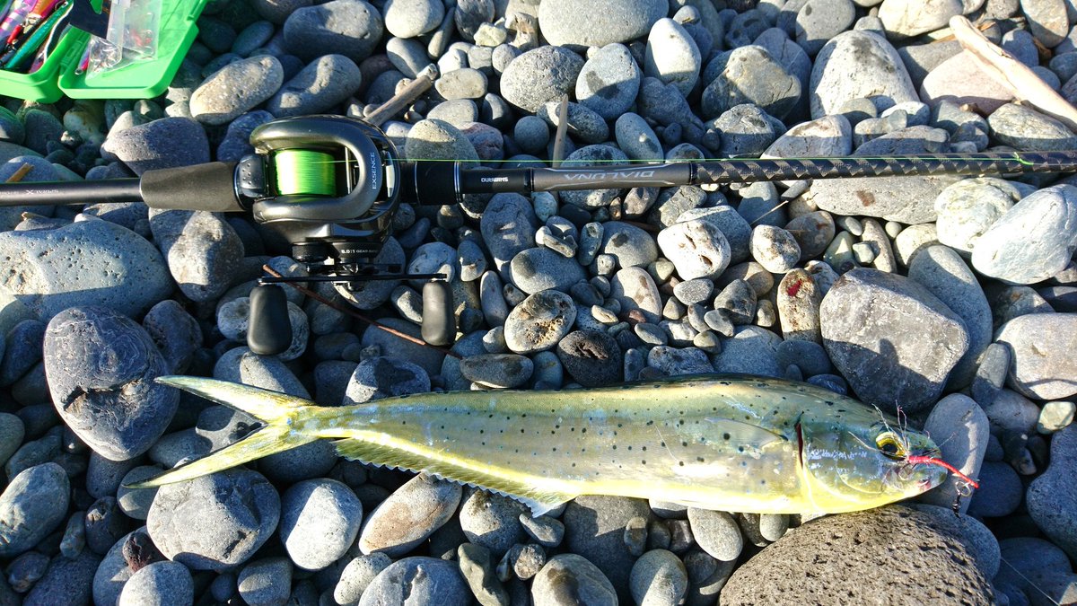 Koo 静岡は裏切らないw ショアシイラ ペンペン 沼津 片浜 Shimano ディアルーナ B106m ベイト エクスセンス サーフ Koo 静岡は裏切らないw ショアシイラ ペンペン 沼津 片浜 Shimano ディアルーナ B106m ベイト エクスセンス サーフ