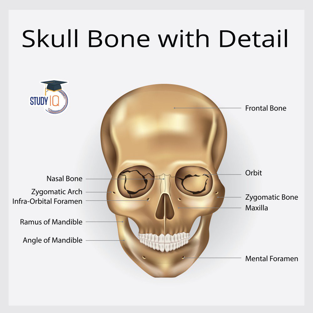 upsciq's tweet photo. #SkullBone #Bone #skull https://t.co/0NapTuv6vn