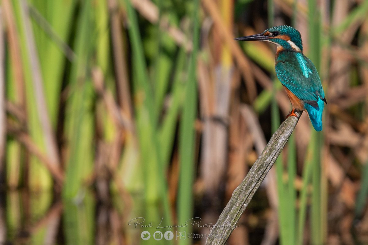 PaulLynchPhotography tweet media