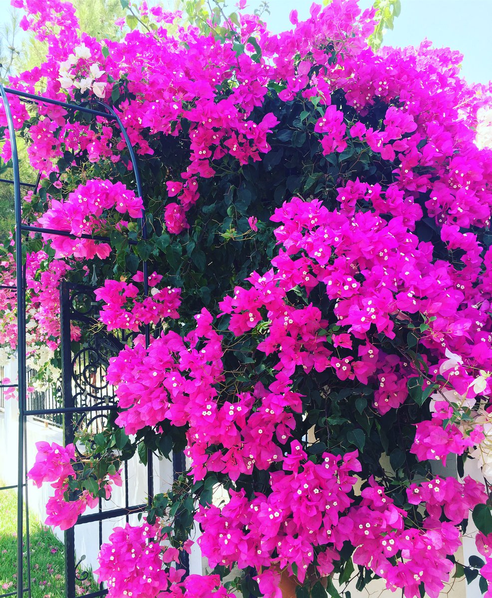 Deniz_Iscioglu's tweet photo. Annemin begonvilleri... #bayramşekeri #mutluluk #neşe #pembe #pespembe https://t.co/tXSFX9Au7P