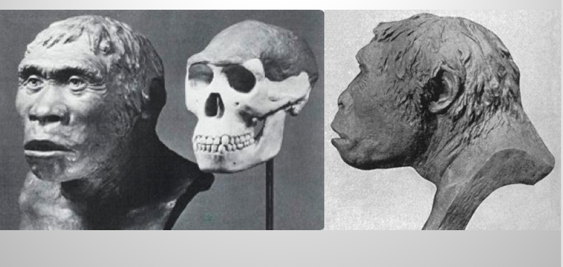 FossilHistory's tweet image. Working on a talk and—as usual—powerpoint image captions are giving me life. This one said "a close up of a person" for the image on the left, and "a close up of a cow" for the image on the right. #JavaMan