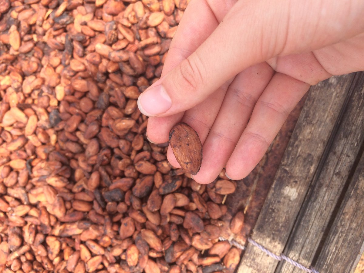 CocoaAlliance's tweet photo. 42 days away to the GCFC2, schedule on the 25-26, Sept 2019, in Abidjan. On the 27-9-2019, we have arrange a visit trip to a cocoa plantation. It is a great opportunity for you to see how cocoacrop is cultivated Register https://t.co/Xjy1CyqZIv P-program https://t.co/QcYUn0HclA https://t.co/GerZD8A3Mh
