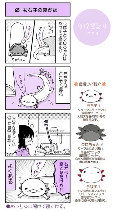 【ウパだより65】だいたい毎週公開のウーパールーパー4コマ。突然寝ちゃう、赤ちゃんみたい…(汗)
(https://t.co/5eoVFWNE2C) #ウパだより #うぱ子だより #ウーパールーパー 