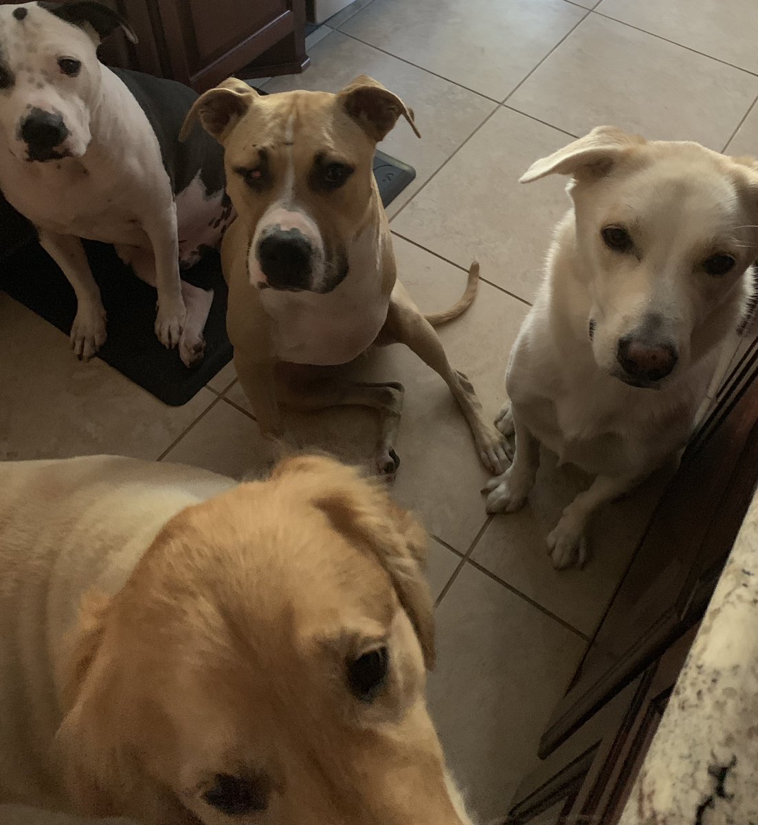 KPRC2Lisa's tweet photo. Our live survey this morning —would you give up A/C for internet access? My dogs’ reaction is a firm ARE U KIDDING ME #ACplease Another heat advisory is in effect today — plz bring the pets inside! 🐾 #htownrush https://t.co/vWAkFs2EWD