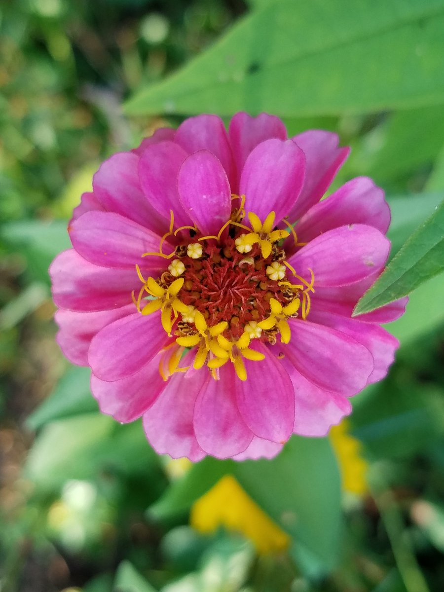 Keri_Olson's tweet photo. When you live a life of purpose, you live a life of joy. #JoyTrain #TuesdayThoughts #TuesdayMotivation #PositiveVibes #naturelovers #nature #NaturePhotography #Flowers #JOY https://t.co/bOifpoz9Y4