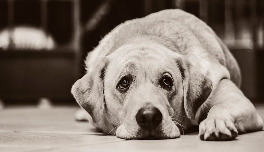 Mírale a los ojos 👀 y piensa qué sería de él si te vas de #Vacaciones2019 y lo abandonas. 

En 2018 más de 138.000 perros y gatos fueron recogidos por las entidades protectoras de animales en #España.

#YoSiPuedoContarlo