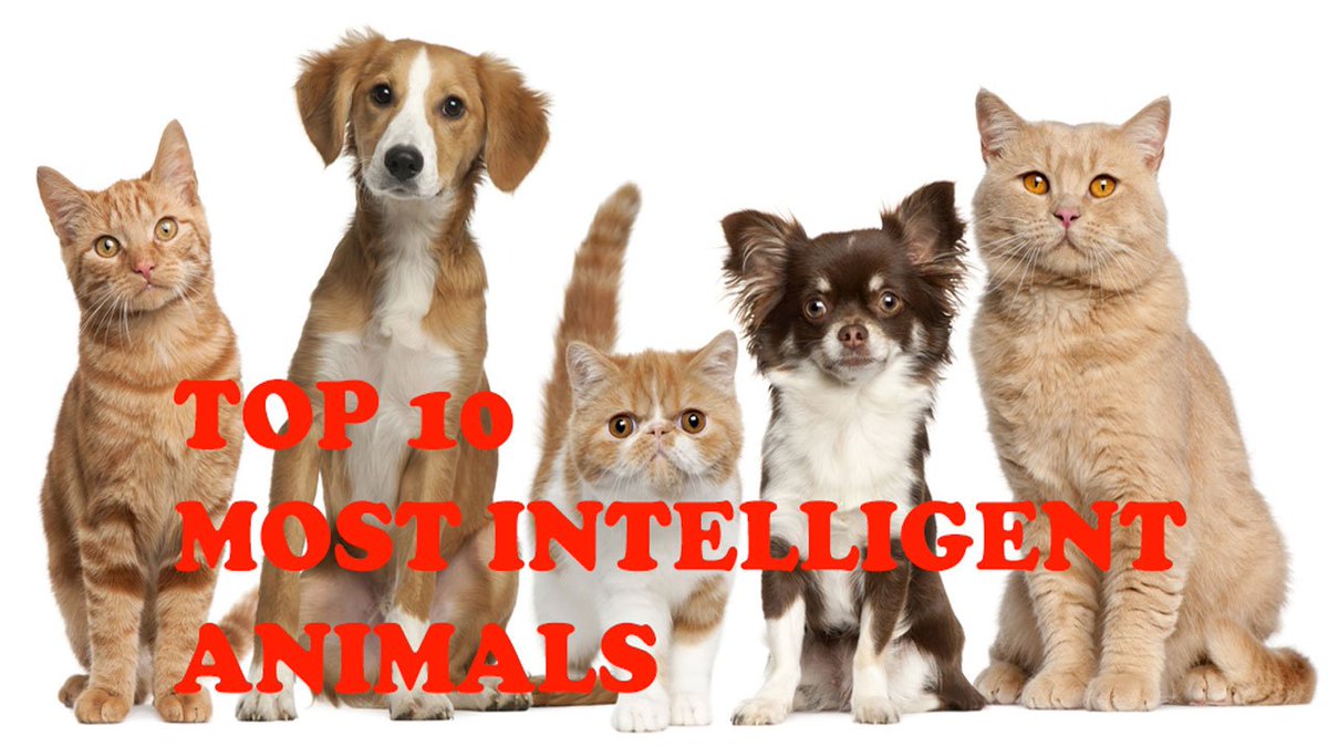 Top 10 Most Intelligent Animals 
bit.ly/2KGpakG