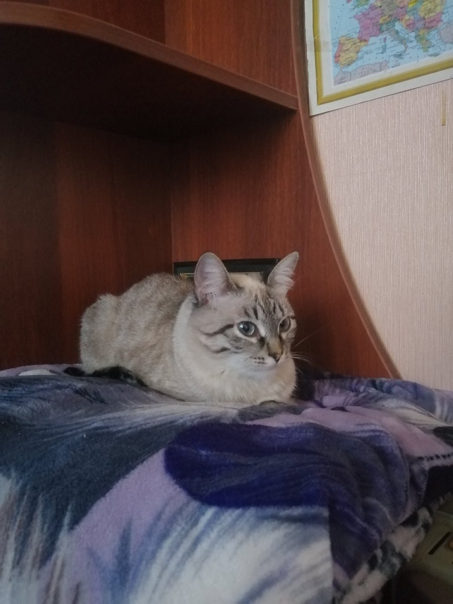nedomedic's tweet photo. Hello! Я уже разучилась писать сюда. О боже, меня не было почти 4 месяца😱.
Я просто пришла написать сюда, что моя кошечка каким-то образом поймала сегодня на окне летучую мышь. 3 этаж... КАК?!
А ведь с виду такой ангелочек https://t.co/CZ6Zbdqx4q