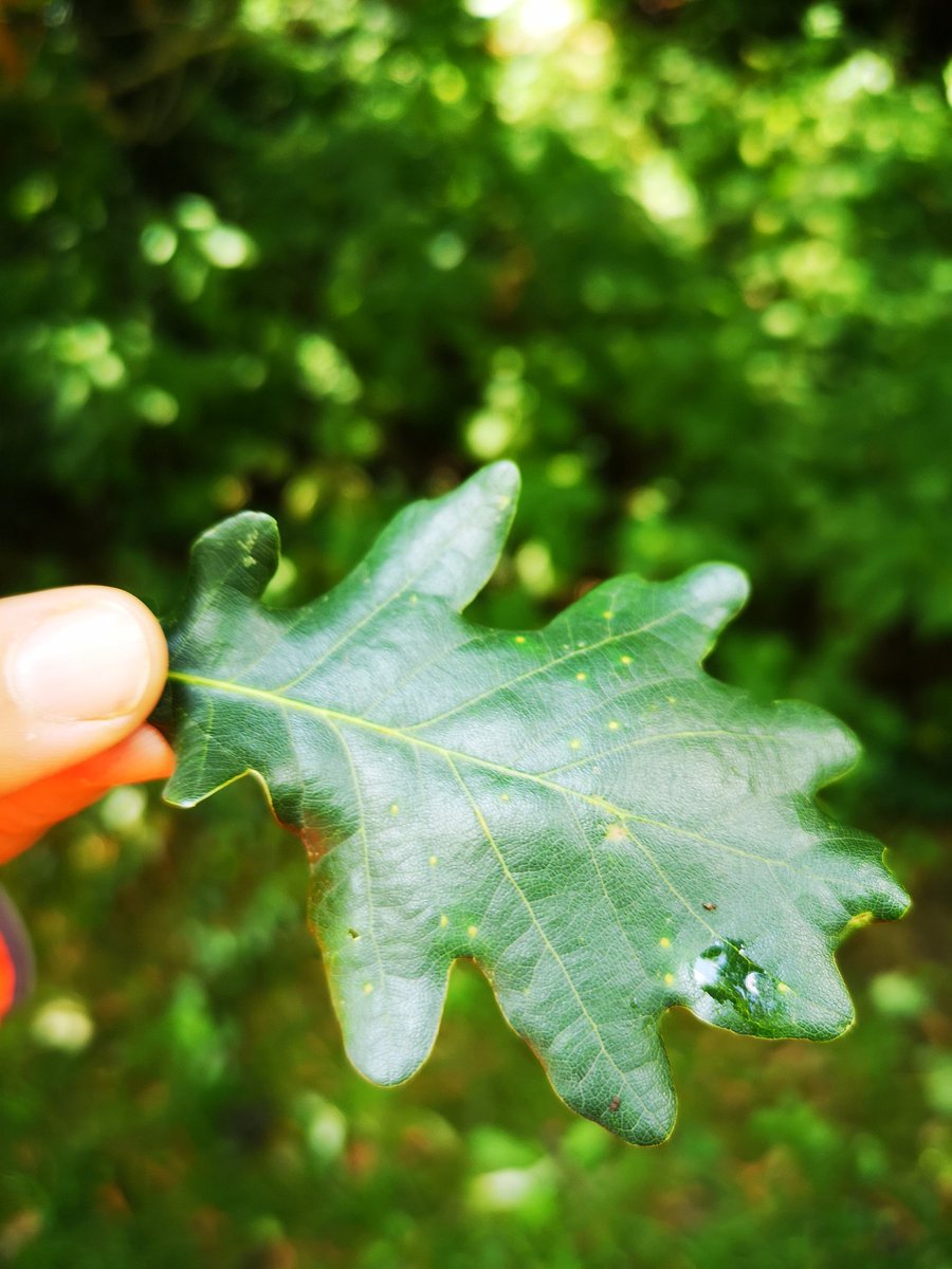femmeforestal's tweet photo. Hey twitter! What are these nipple looking things on oak leaves? #oak #trees #treeadvice #forestry #arboriculture https://t.co/r39X7sU6I5