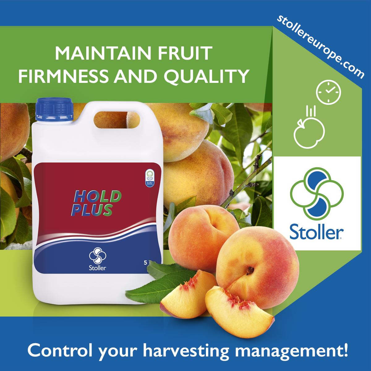 StollerEurope's tweet photo. HOLD PLUS is a unique product in the market, with properties based on #PlantPhysiology, that allow it to regulate and intervene in fruit ripening processes.
🍑You can get more information about HOLD PLUS here👉 https://t.co/xi2VXaFu16
#HoldPlus #Peach #StoneFruitTrees https://t.co/I59SBW8gXx