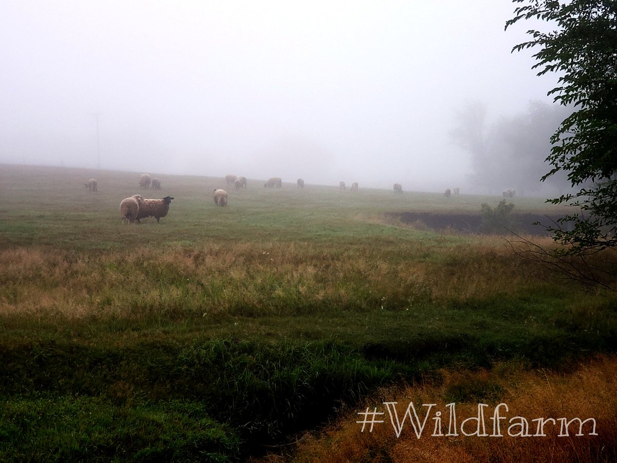 wenisu's tweet photo. 6am Field check = counting sheep. A heavenly layer of dew blankets the farm. The sun can't even be seen through the dampness.  Still we are always Blessed! #6amPause
#ember_tech 
#cortevaus https://t.co/oeuDlnxRmv