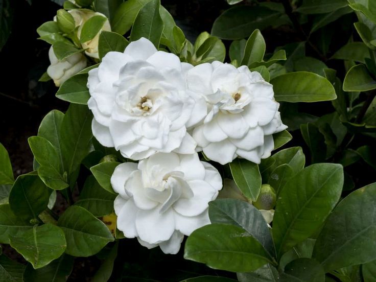 diyscript's tweet image. Just Pinned to vegetation plants:   ift.tt/33tetui