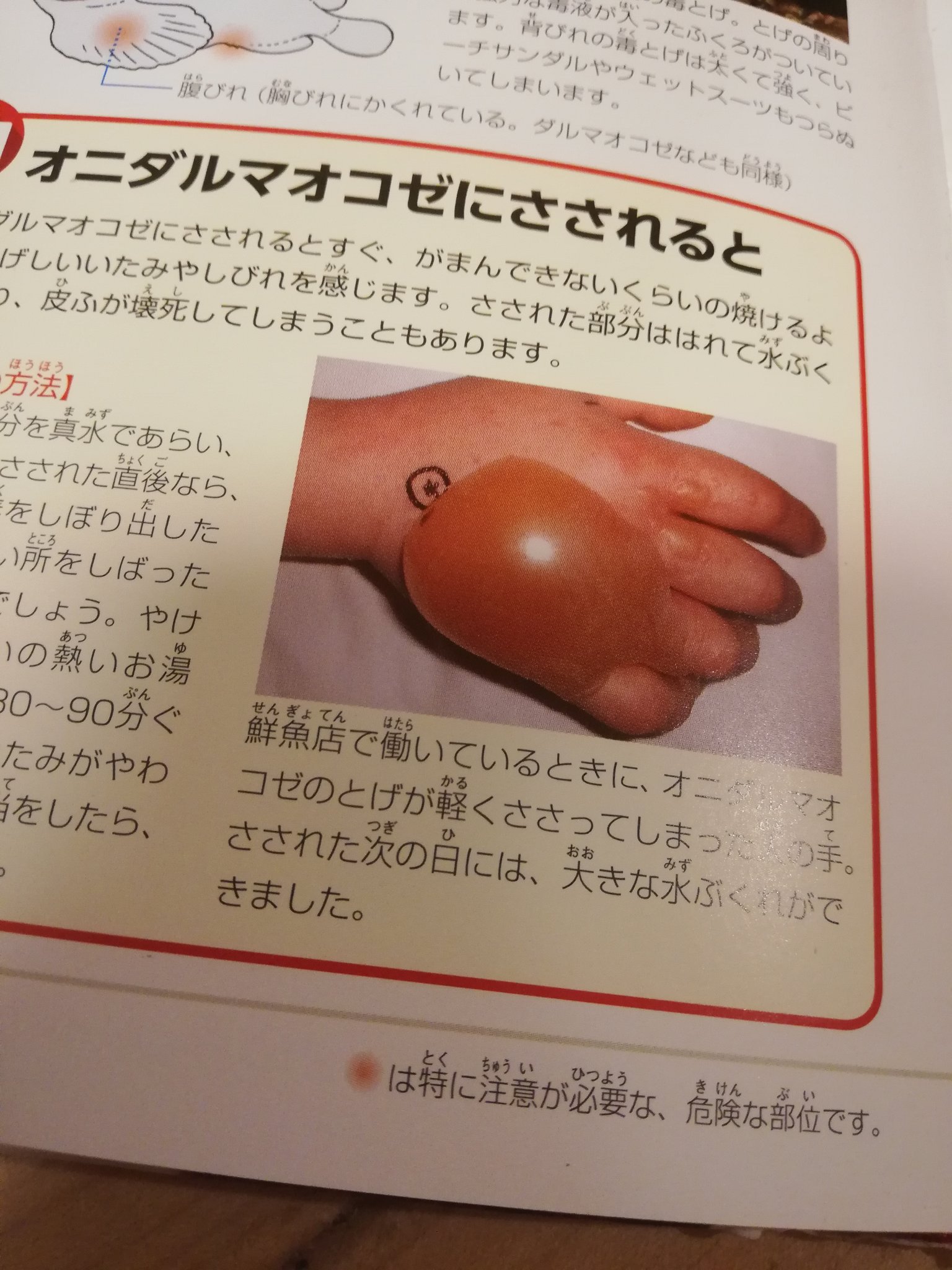 にゃぐ No Twitter 参考資料 Neo 危険生物図鑑 オニダルマオコゼめちゃこわ