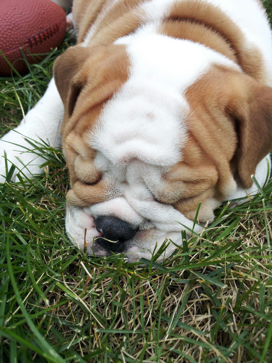 MightyThor617's tweet photo. Today 7 years ago mama and uncle pookie went to go pick me up! I was a little baby who cried in my crate. Mama had to pull over to uncle pookie could carry all the way home! #mightythor #bulldogthor #babythor #alwaysbeenastudmuffin https://t.co/lp1Pkmsg5H